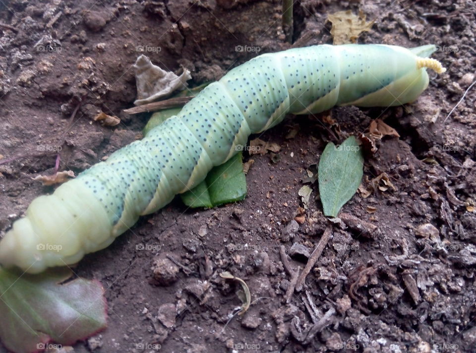 Бражник гусеница