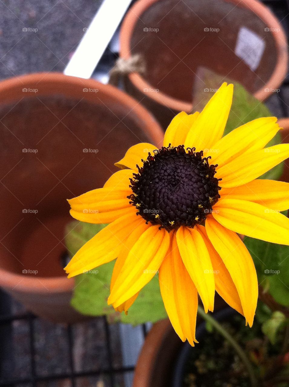 Sunflowers follow the sun's movements...