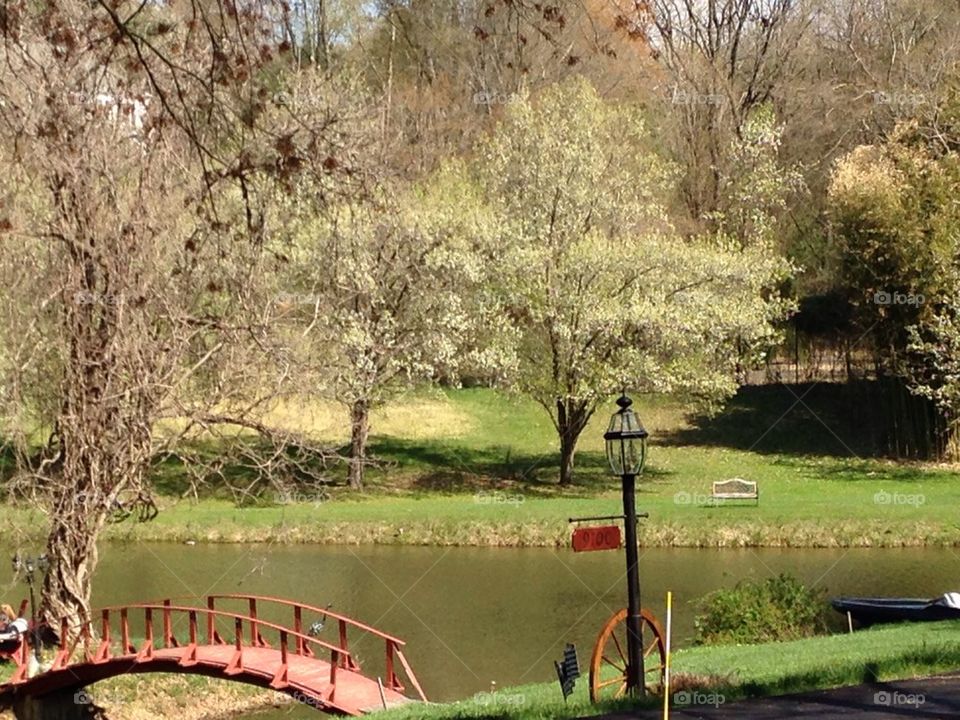 Cherry Blossom Trees