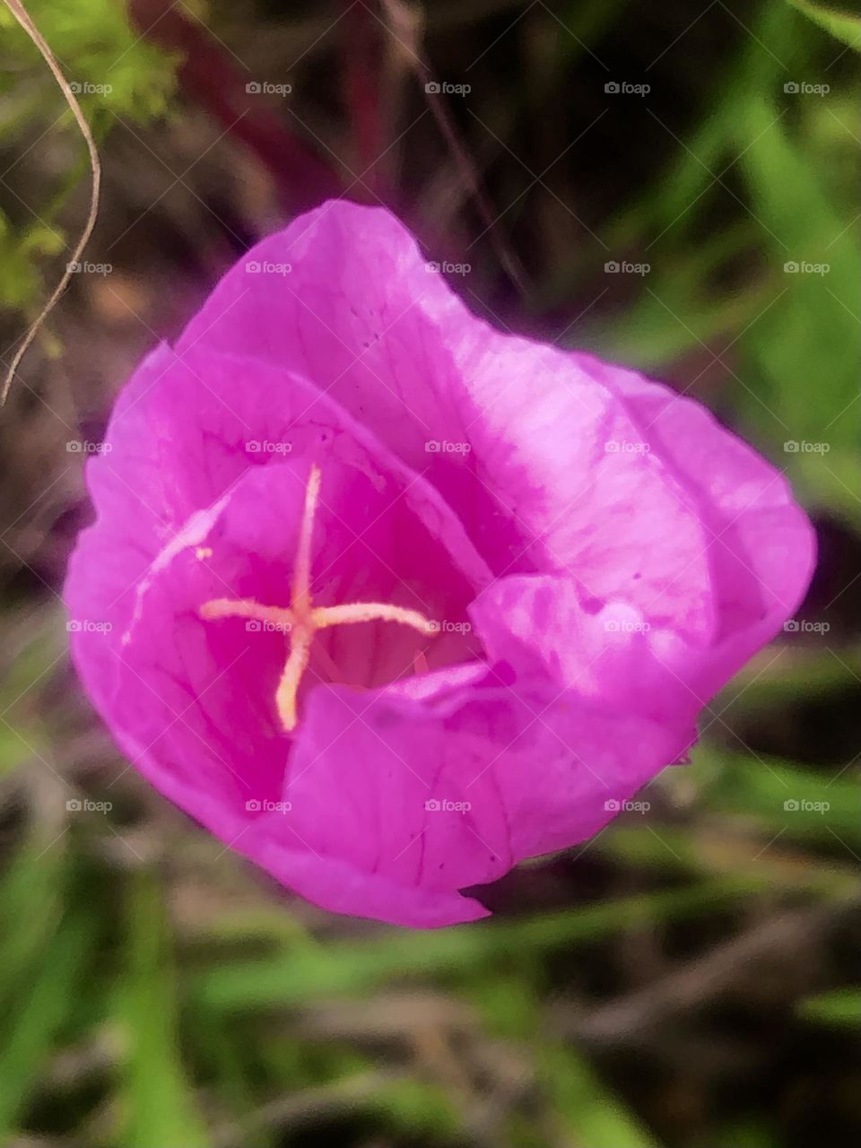 Top view of “pretty in pink” showing its pollen 💕