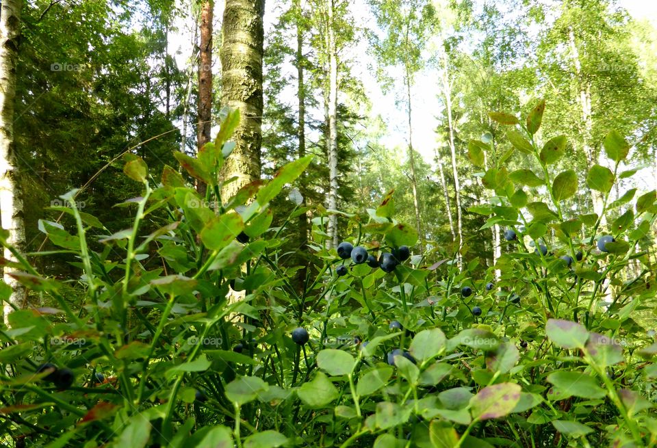 blueberry forest