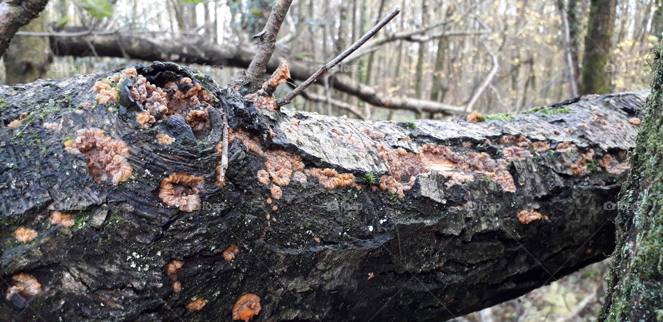 Tree fungus in East Sussex
