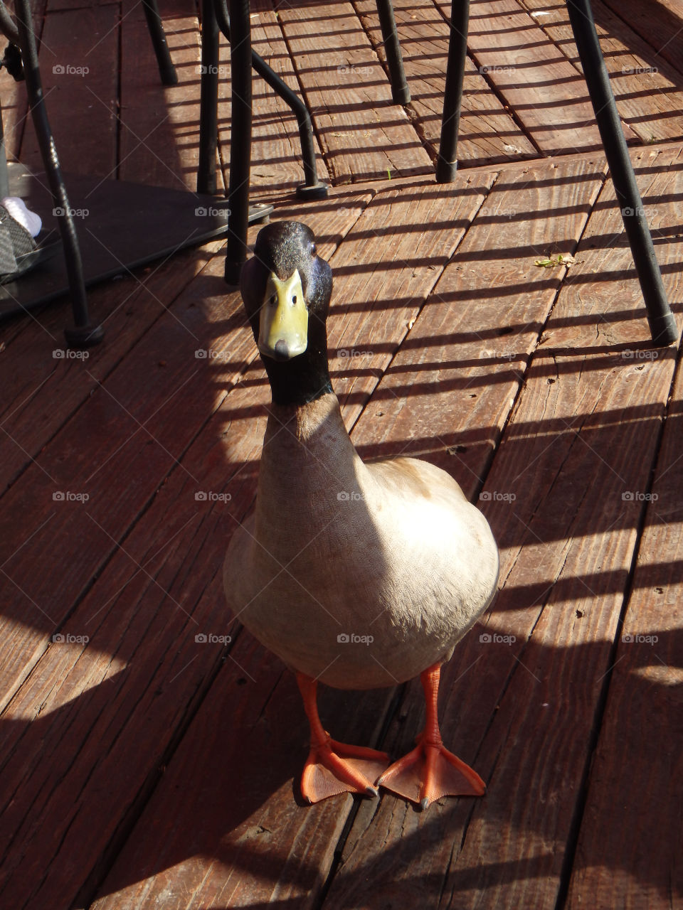 Duck