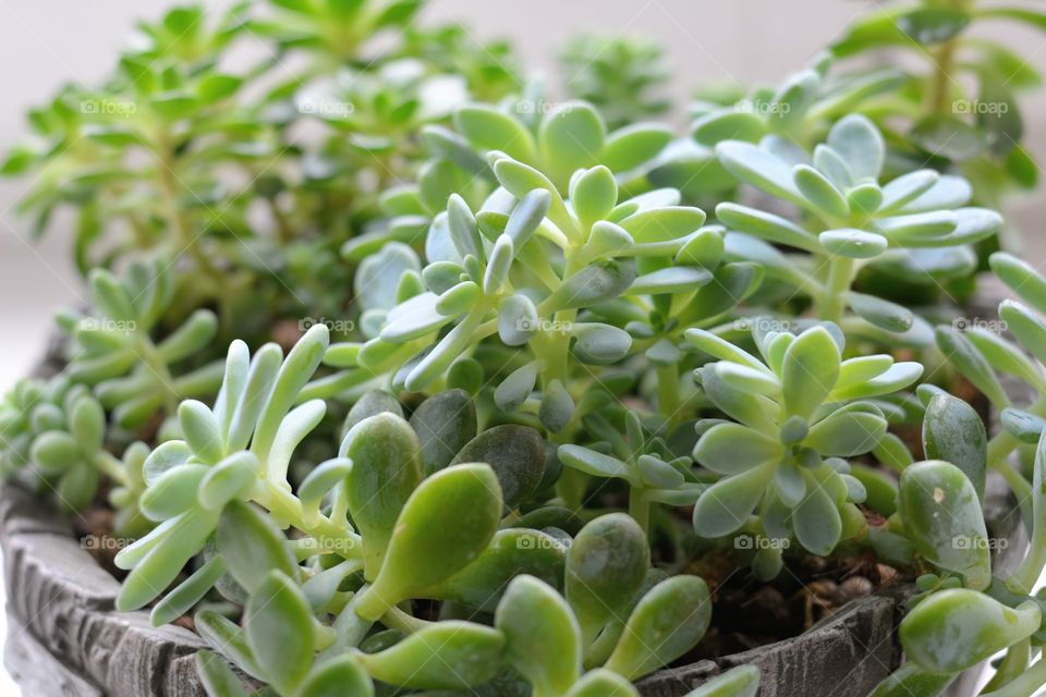 green house plant in the pot