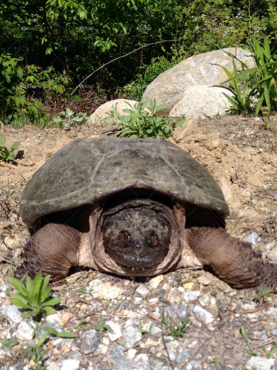 Snapper turtle giving birth