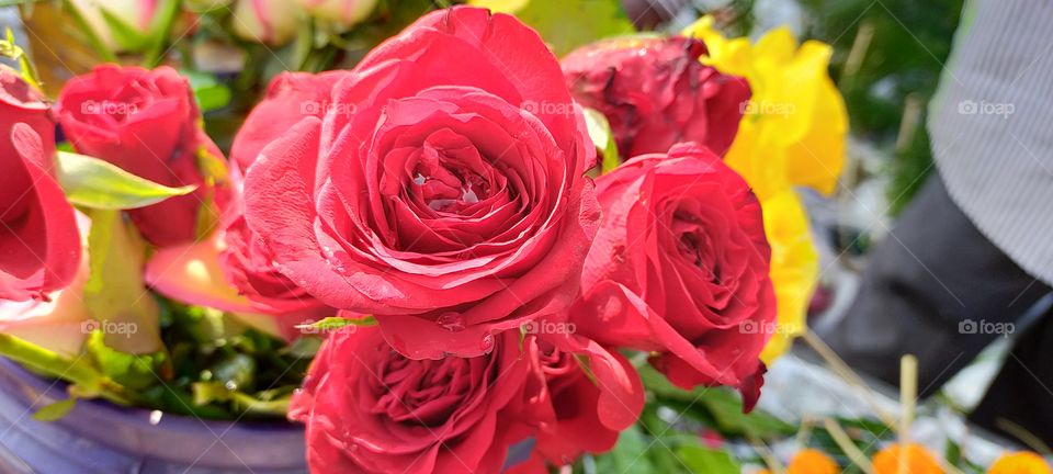 Best choice for greetings is Roses