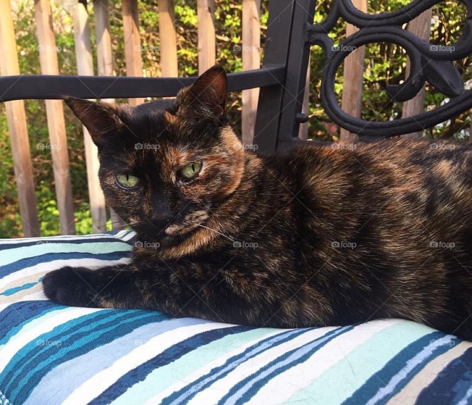 Calico Cat Lounging in the Sun