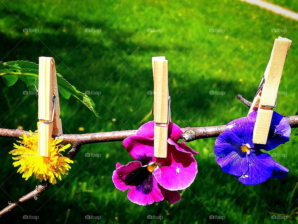 A yellow dandelion flower, a pink pansy flower and a purple pansy flower are attached to a rope with wooden clothespins