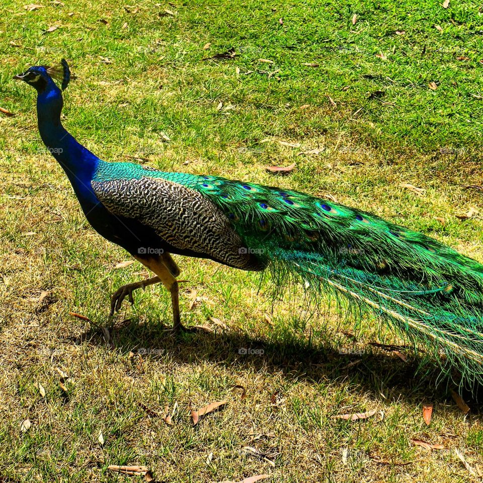 Peacock wandering in town