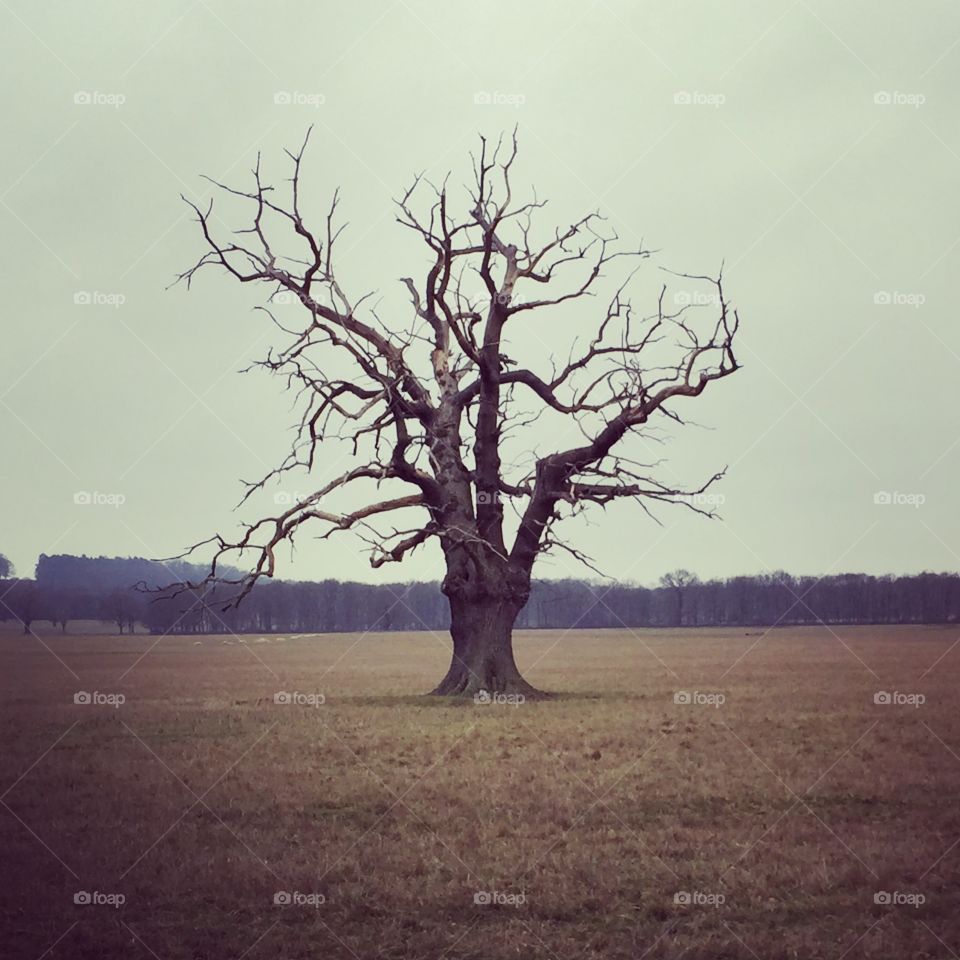 My favourite tree Windsor Great Park