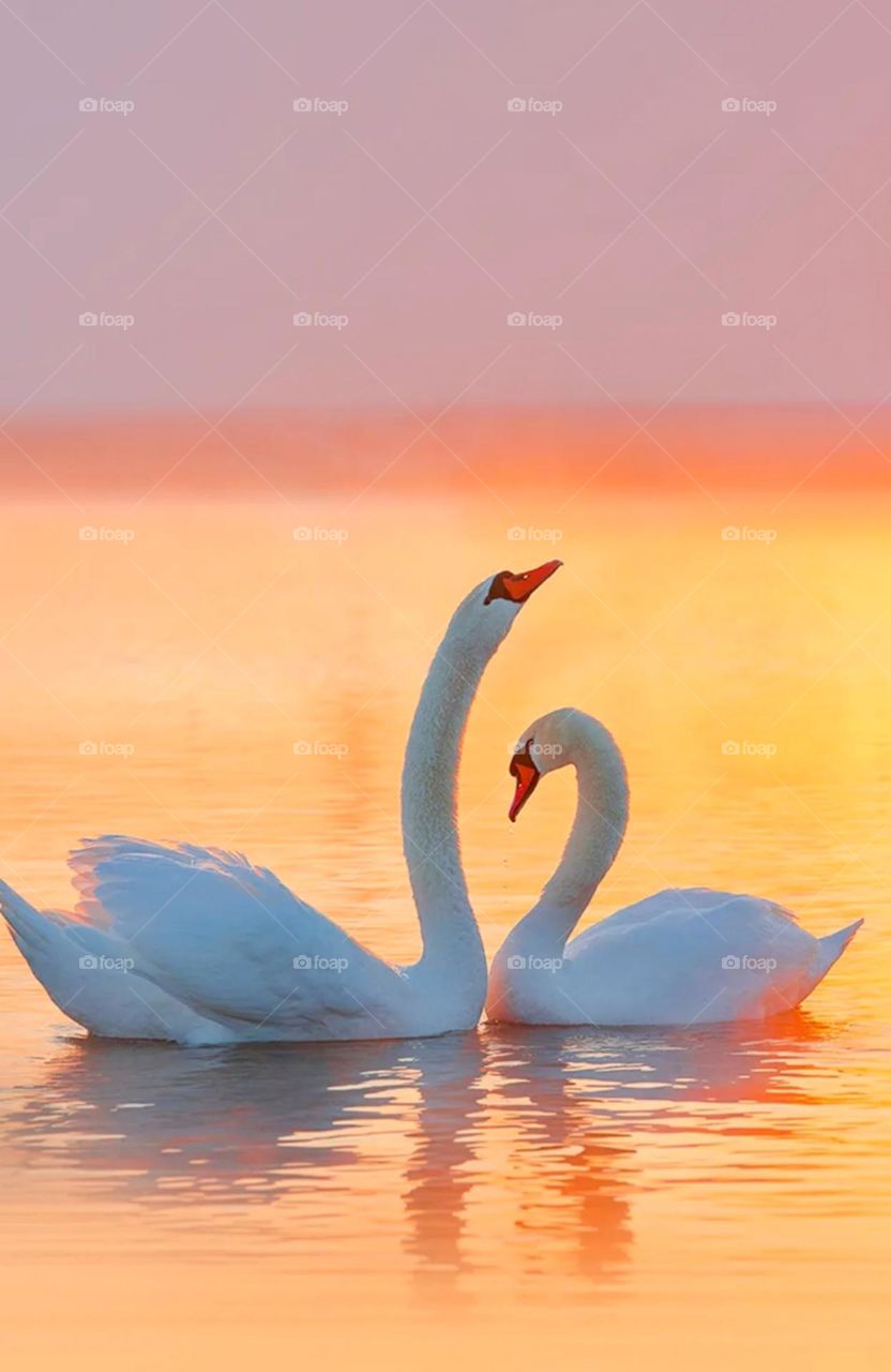 cute duck couple enjoy a nice time each other so nice white colour and also nice evening time on pond cute picture