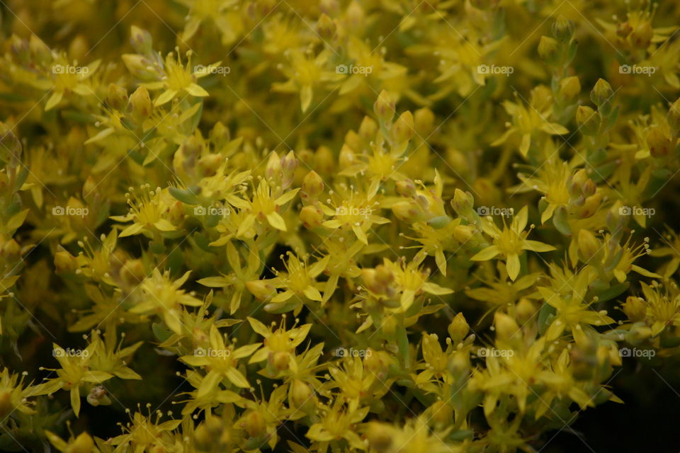 Closeup flower