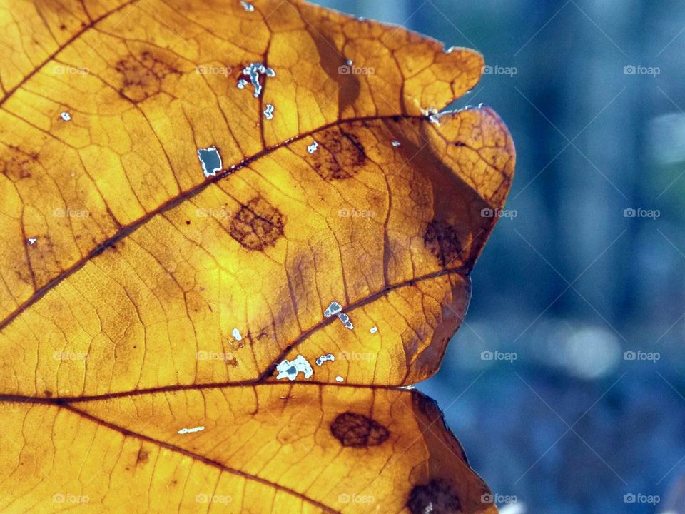 Closeup view of a fall leaf
