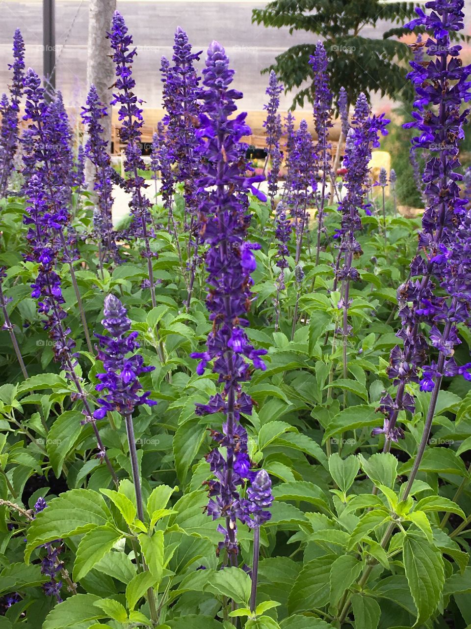 I don’t know if it’s a Salvia or lavender but I know is beautiful and with a vibrant purple!