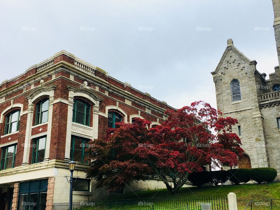 Red tree and a building 