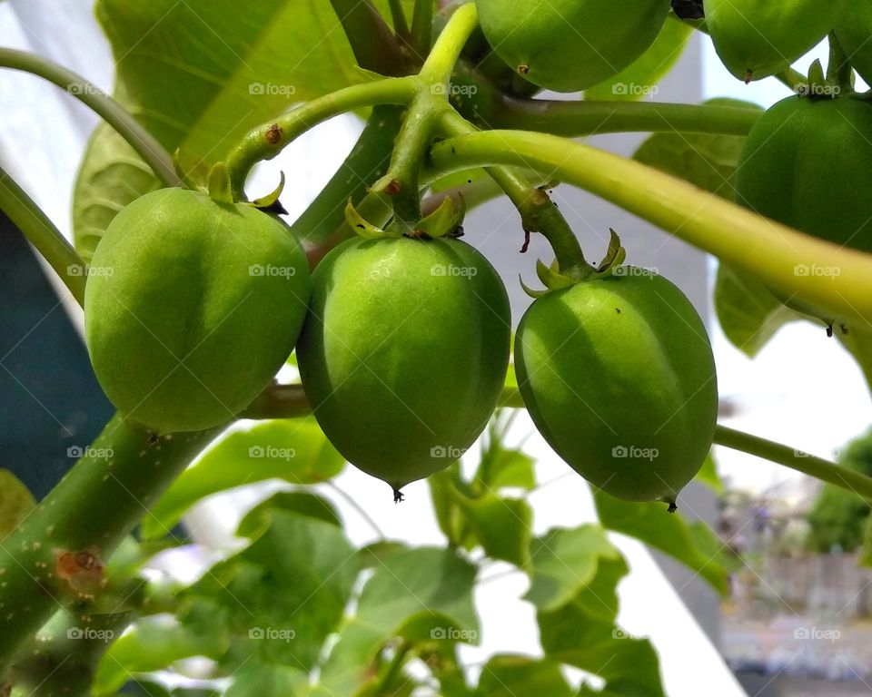 Wild plant fruit on tree