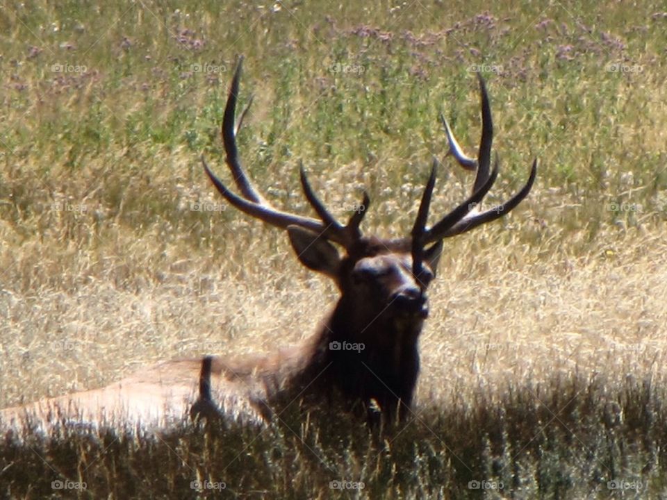 Elk