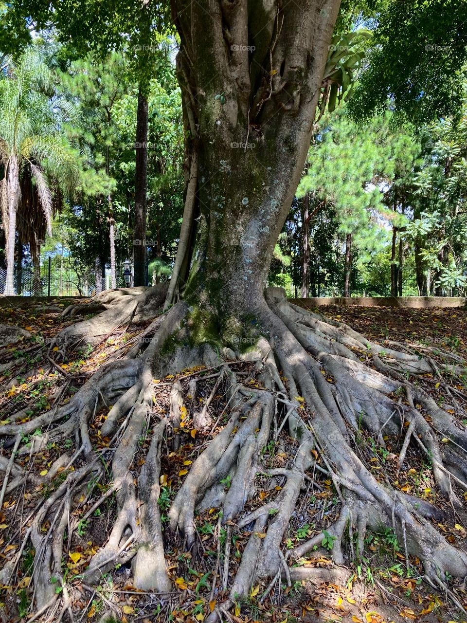 Quantos galhos de raízes há nessa árvore?
Difícil contar… mas que ela é impressionante, ô se é!
📸
#FOTOGRAFIAéNOSSOhobby
#natureza #fotografia #paisagem #landscapes #inspiração #mobgrafia #XôStress #árvore