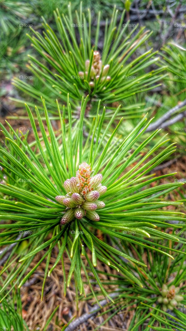 Plants are unique just like each and every one of us!