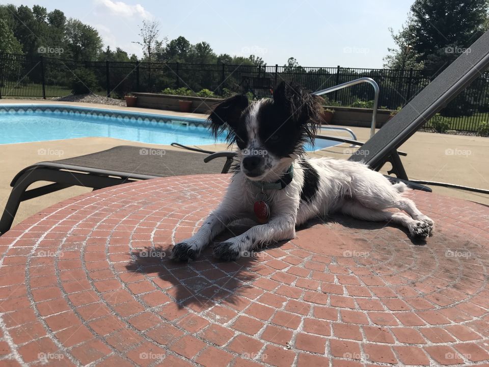 Poolside Chihuahua Puppy