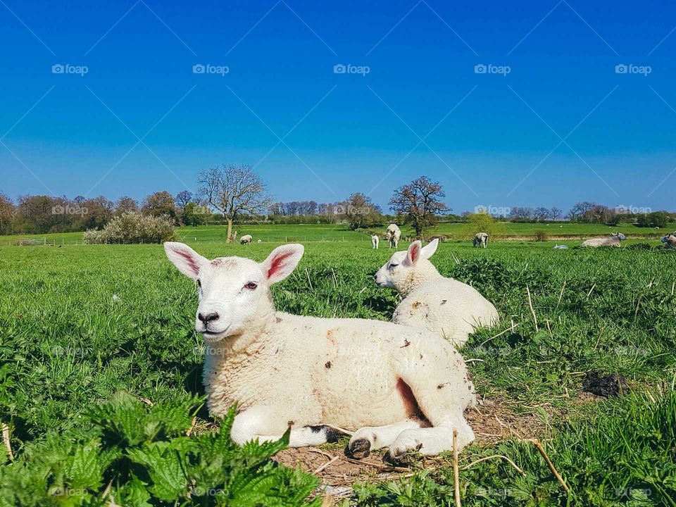English countryside field with lambs.