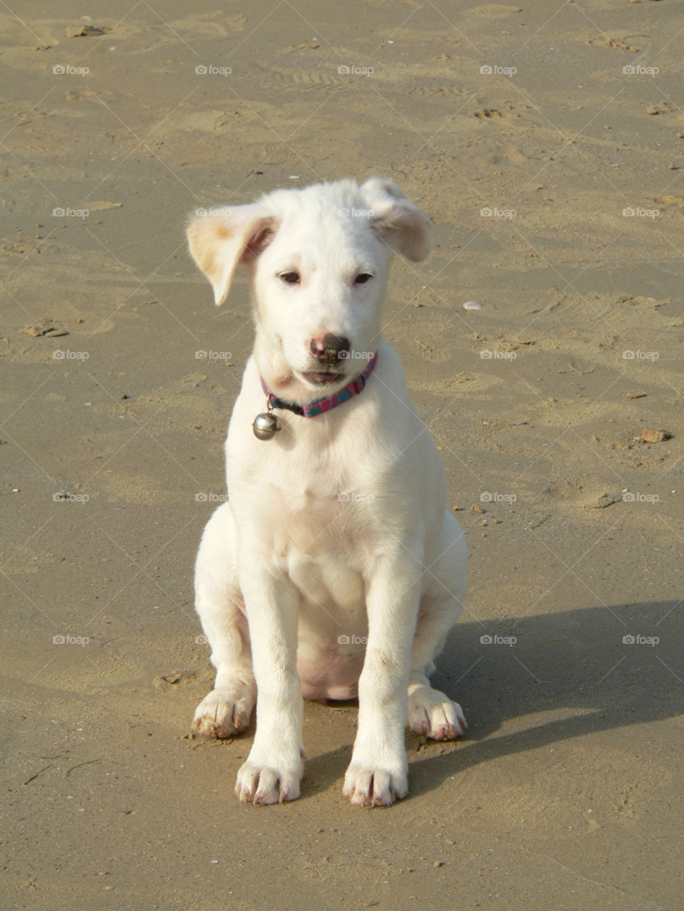 white dog animal cute by ndia