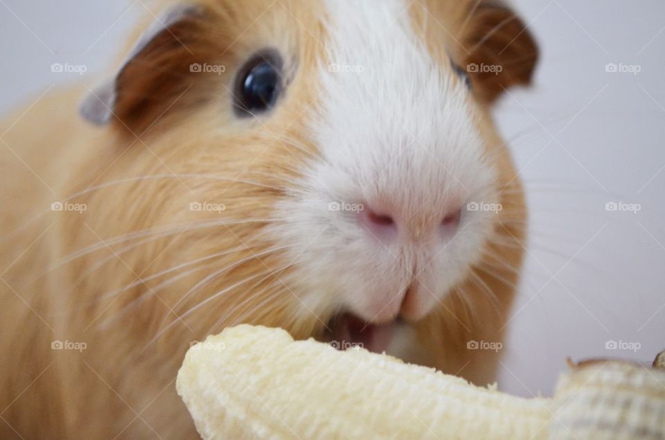 Guinea pig eating banana