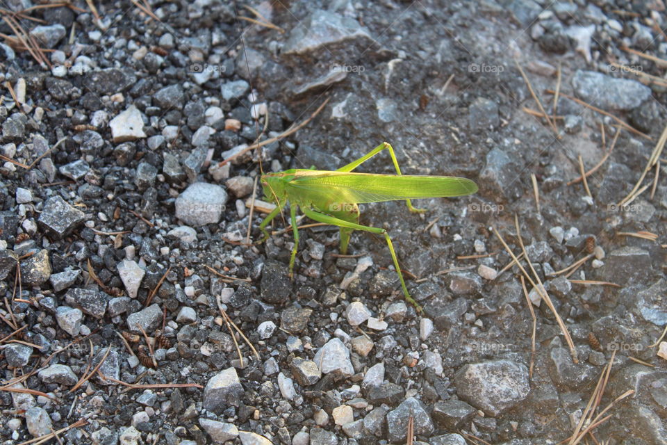 A green grasshopper on the ground and gravel that inserts its stinger into the ground.