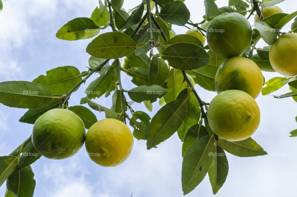 Branches With Limes