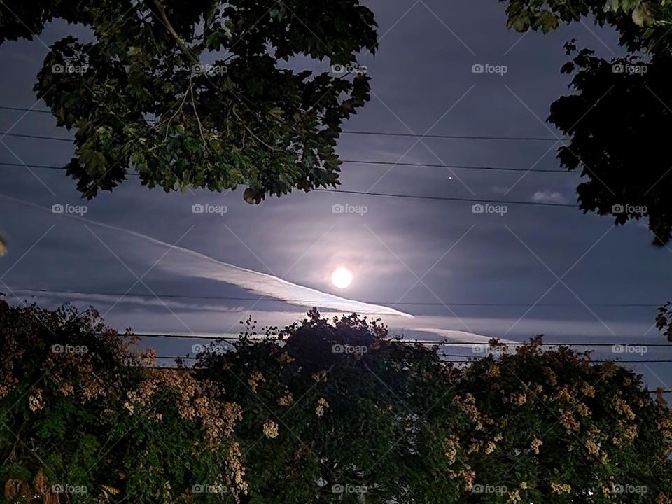 view of bright "blue" super moon casting an enchanting glow in the night sky between the trees of Oregon in Summer