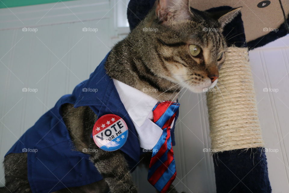 Vote for this cat!