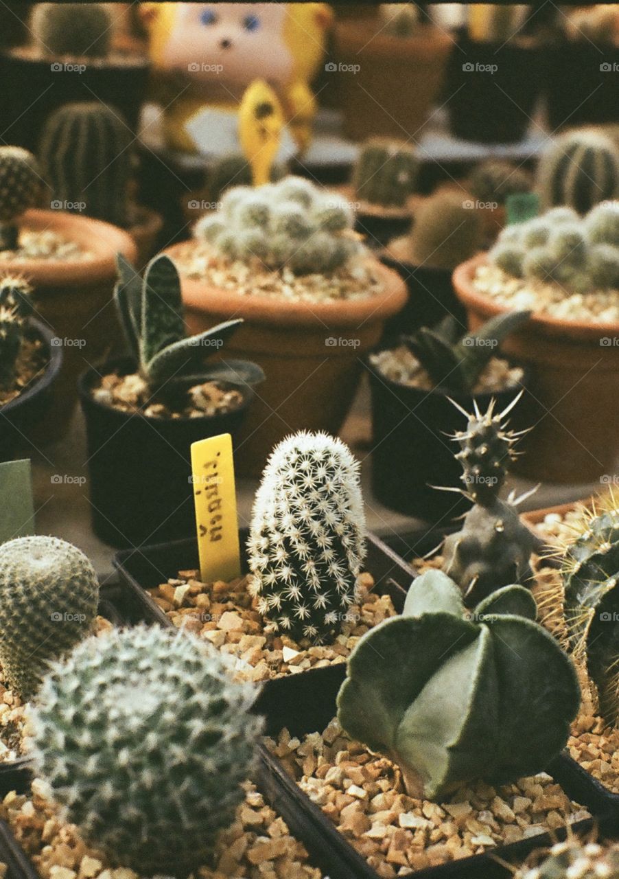 Cactus doesn't seem to be difficult to grow.  But very difficult to grow, must be well looked after and cared for
