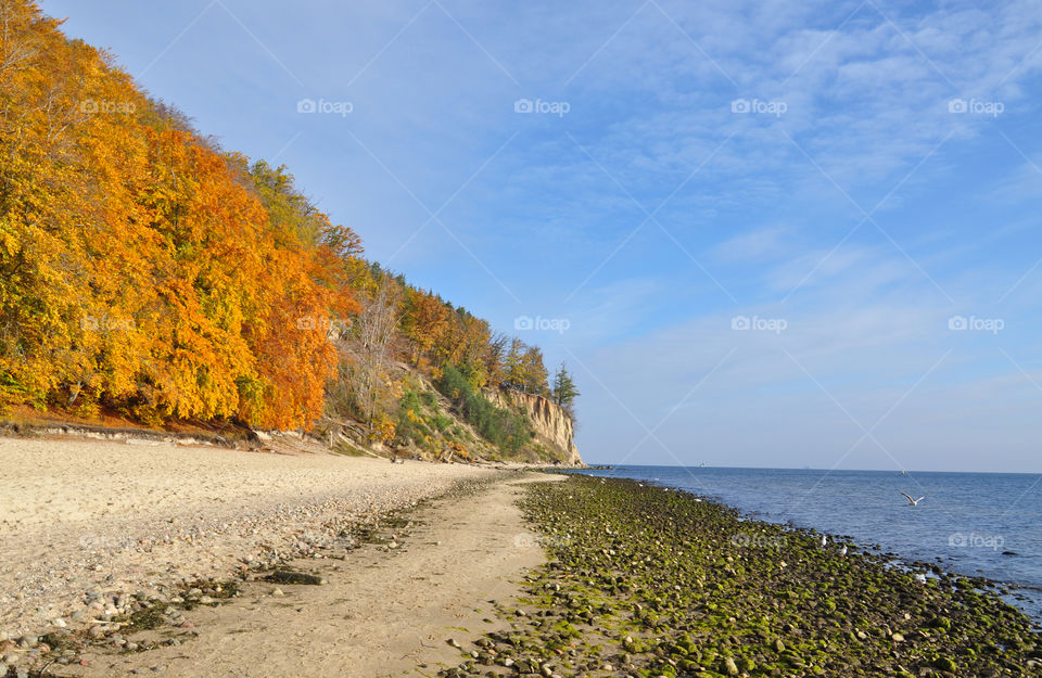 Autumn trees at beach