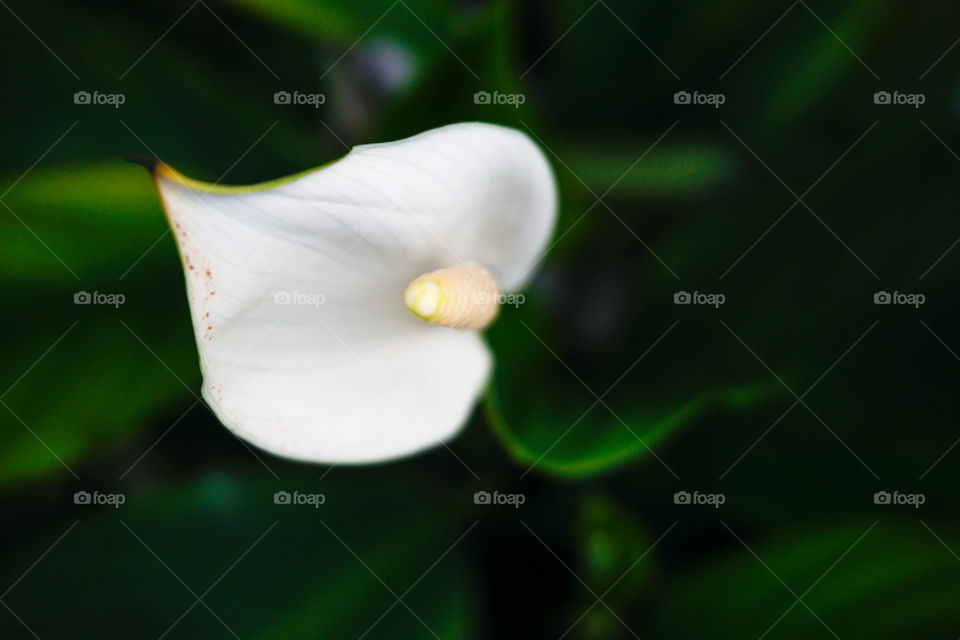 anthurium flower white or flamingo flower