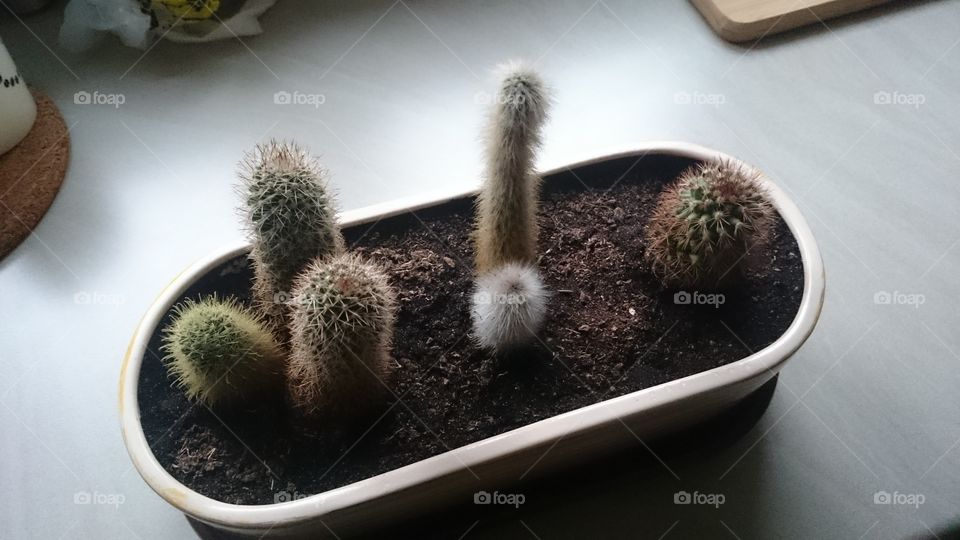 Cactus pot