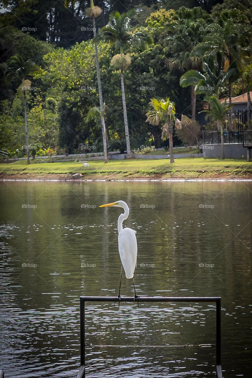 Garça branca grande