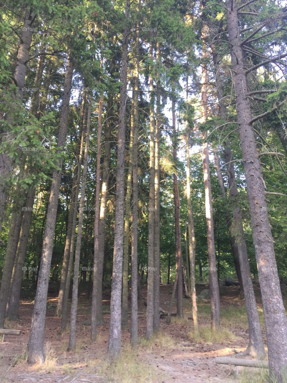Tall, skinny trees stand closely together in a green forest. The leaves are green and so is the grass. 