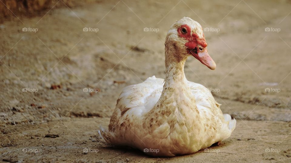 A dirty duck