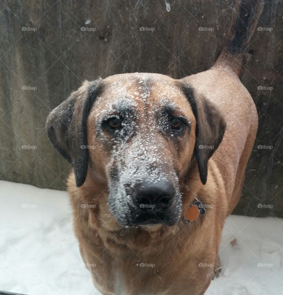 caught in the snow. my dog playing in the snow