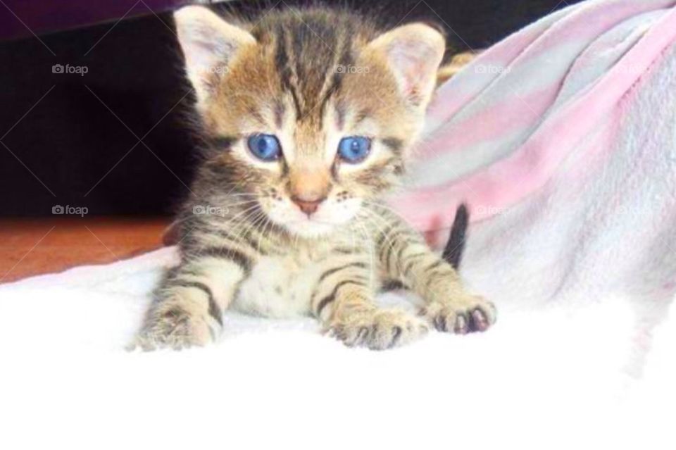 baby cat blue eyes kitten by arman