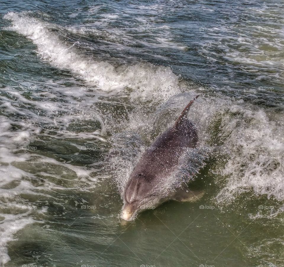 Dolphin play. Dolphins following along side our boat