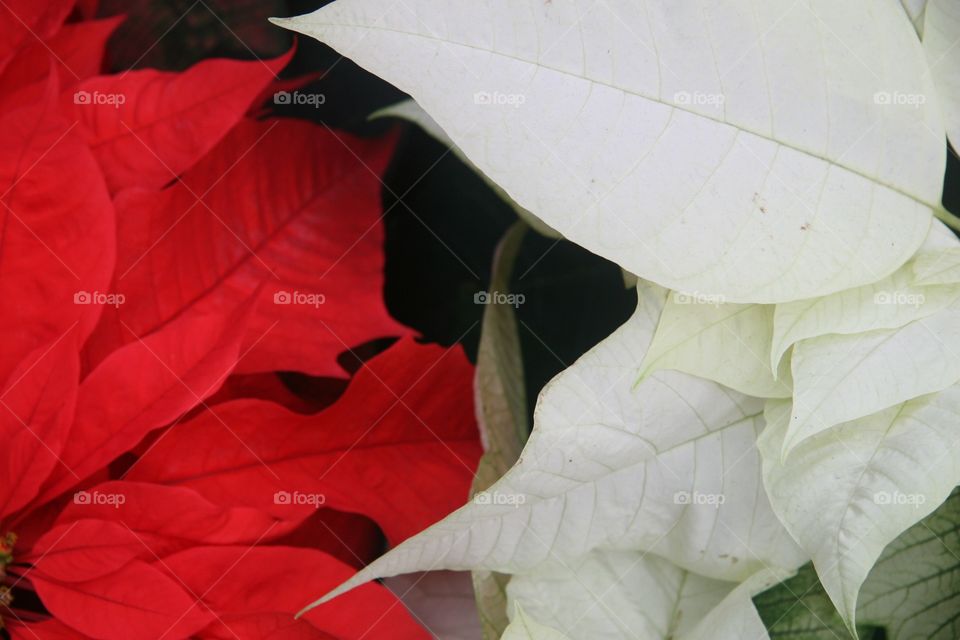 Poinsettia, red, white, holidays 