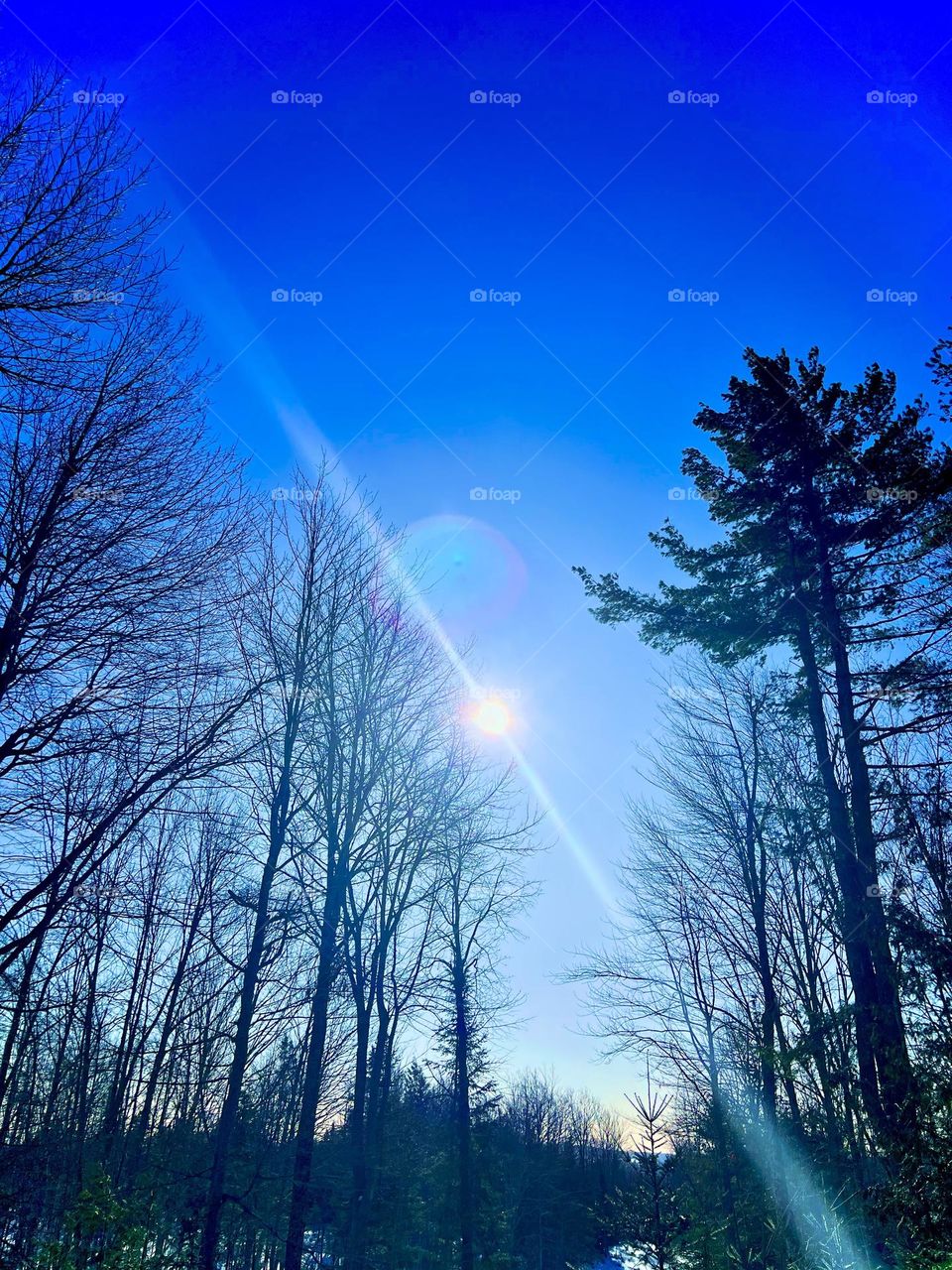 Bright sun with rays on a winter day in Maine, peering through the leafless trees with clear blue skies.