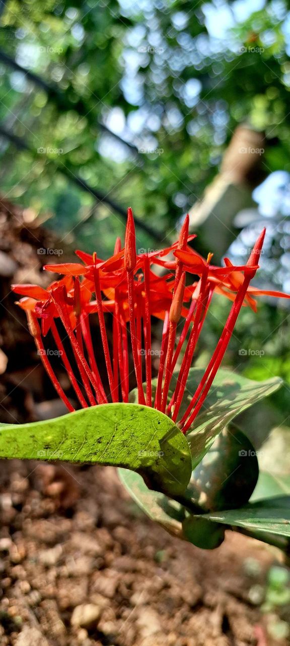 ixora