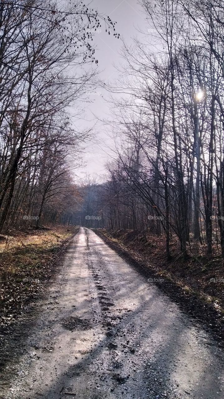 šumska cesta u prijepodnevnim satima