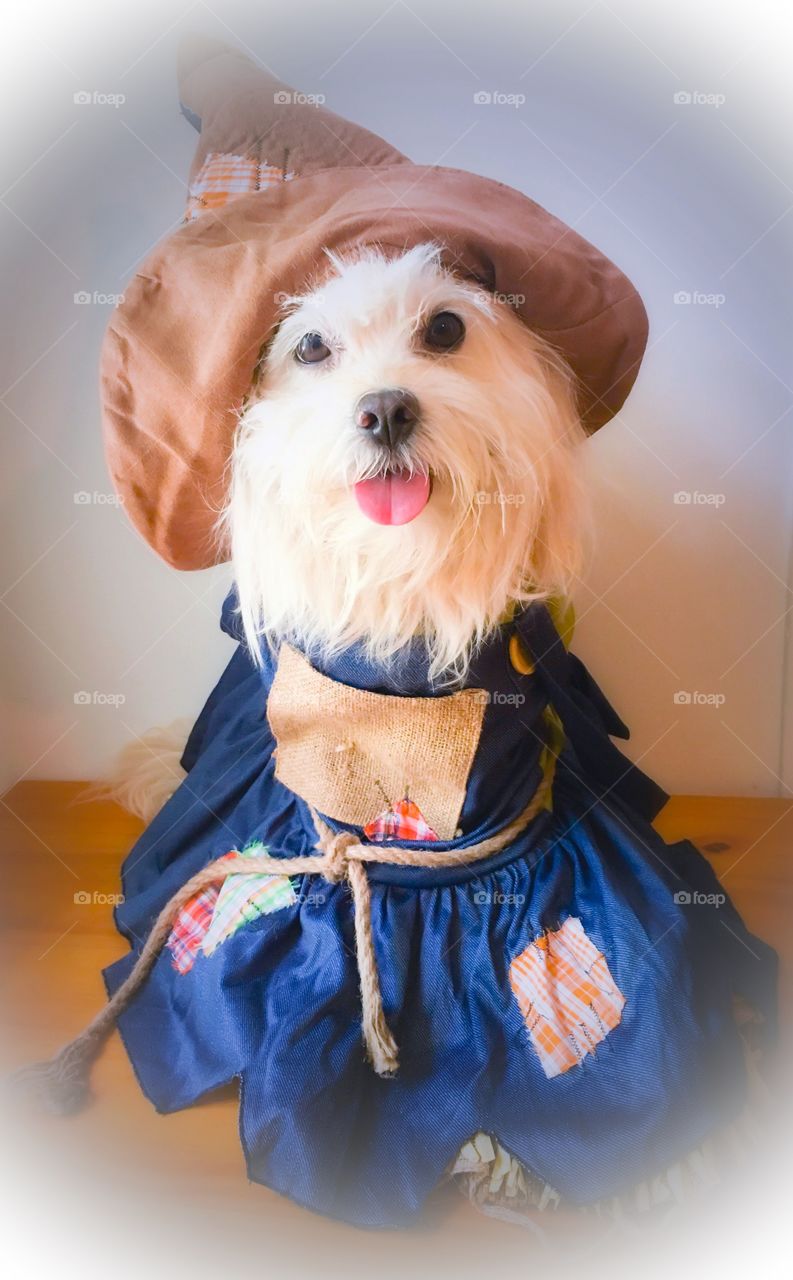 Cesar in a scarecrow costume