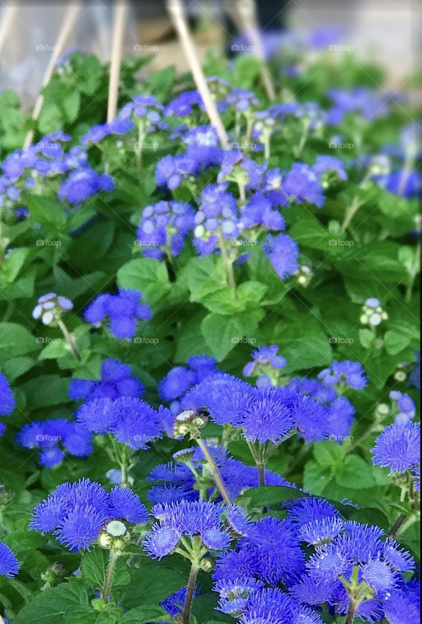 These violet flowers are eye catching even in the dizzy weather.