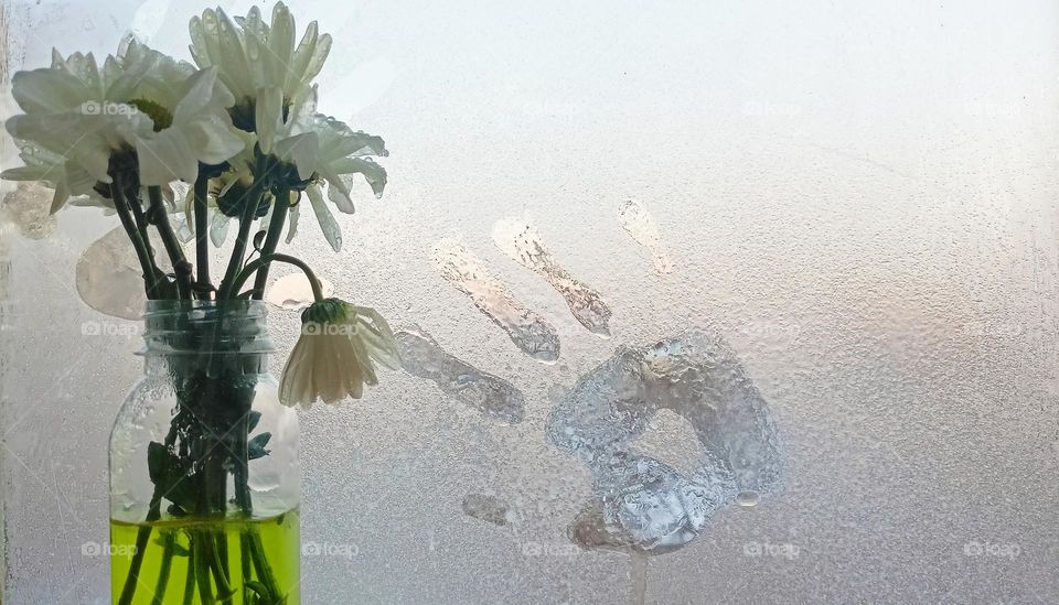 frozen flowers, flowers in a vase, chrysanthemums with ice, white on white, ice on petals, fidgety glass, handprint on glass, winter, frost, flowers, chrysanthemums