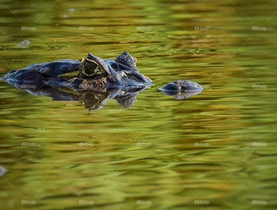 PANTANAL MS BRAZIL