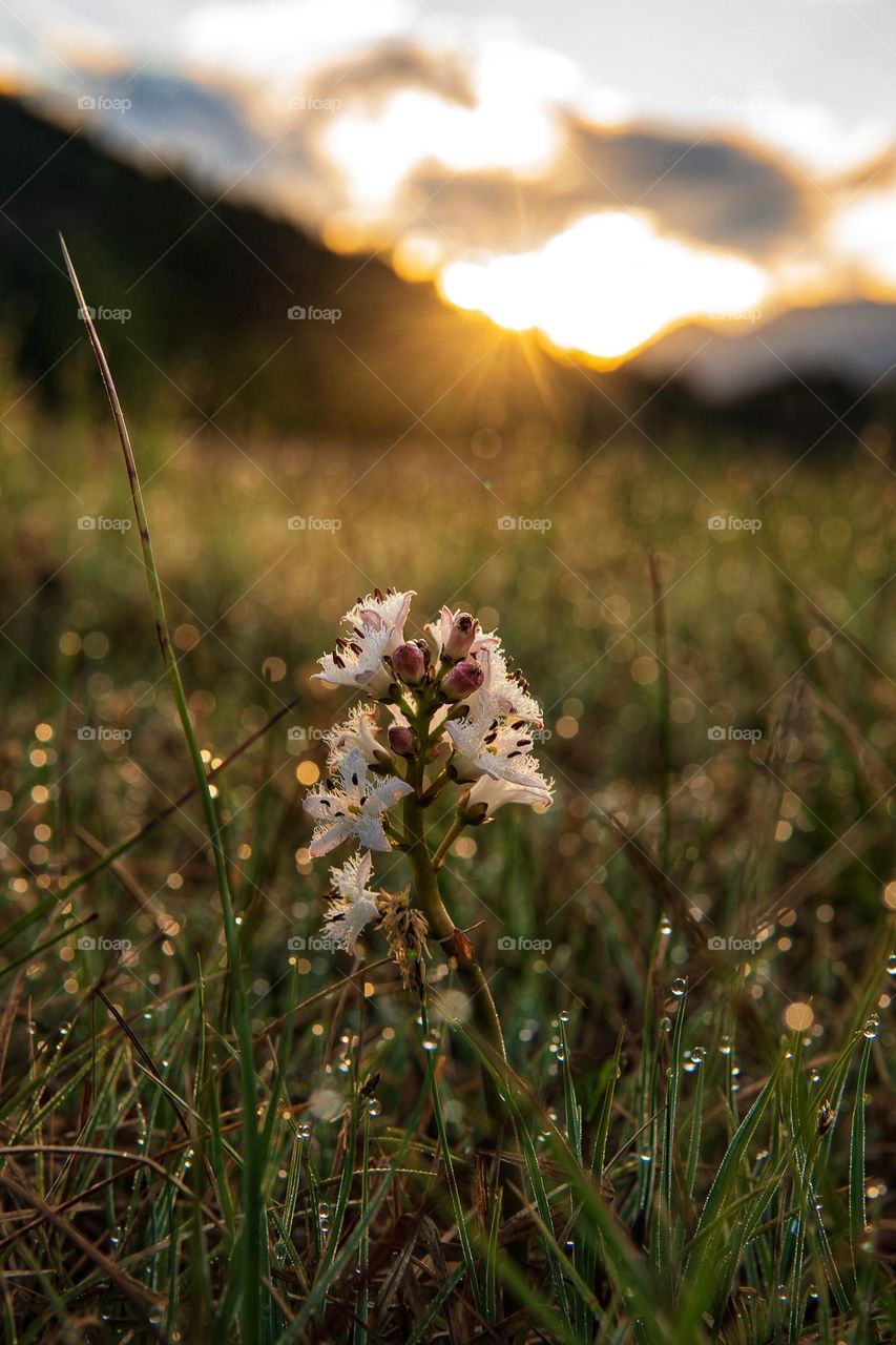 Dewey morning light on springtime wildflowers